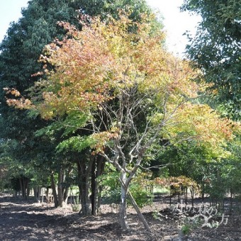 10月のイロハモミジ 10月のイロハモミジ