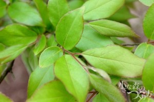 落葉高木のヒメシャラ 花も葉も木肌も楽しめます 福岡市 外構 エクステリア 田主丸緑地建設