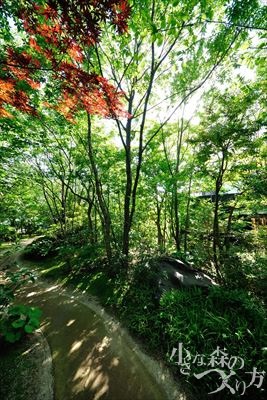 植栽 K-4 (0003) 植栽 K-4 (0003)