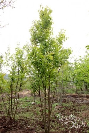 落葉高木のヒメシャラ 花も葉も木肌も楽しめます 福岡市 外構 エクステリア 田主丸緑地建設