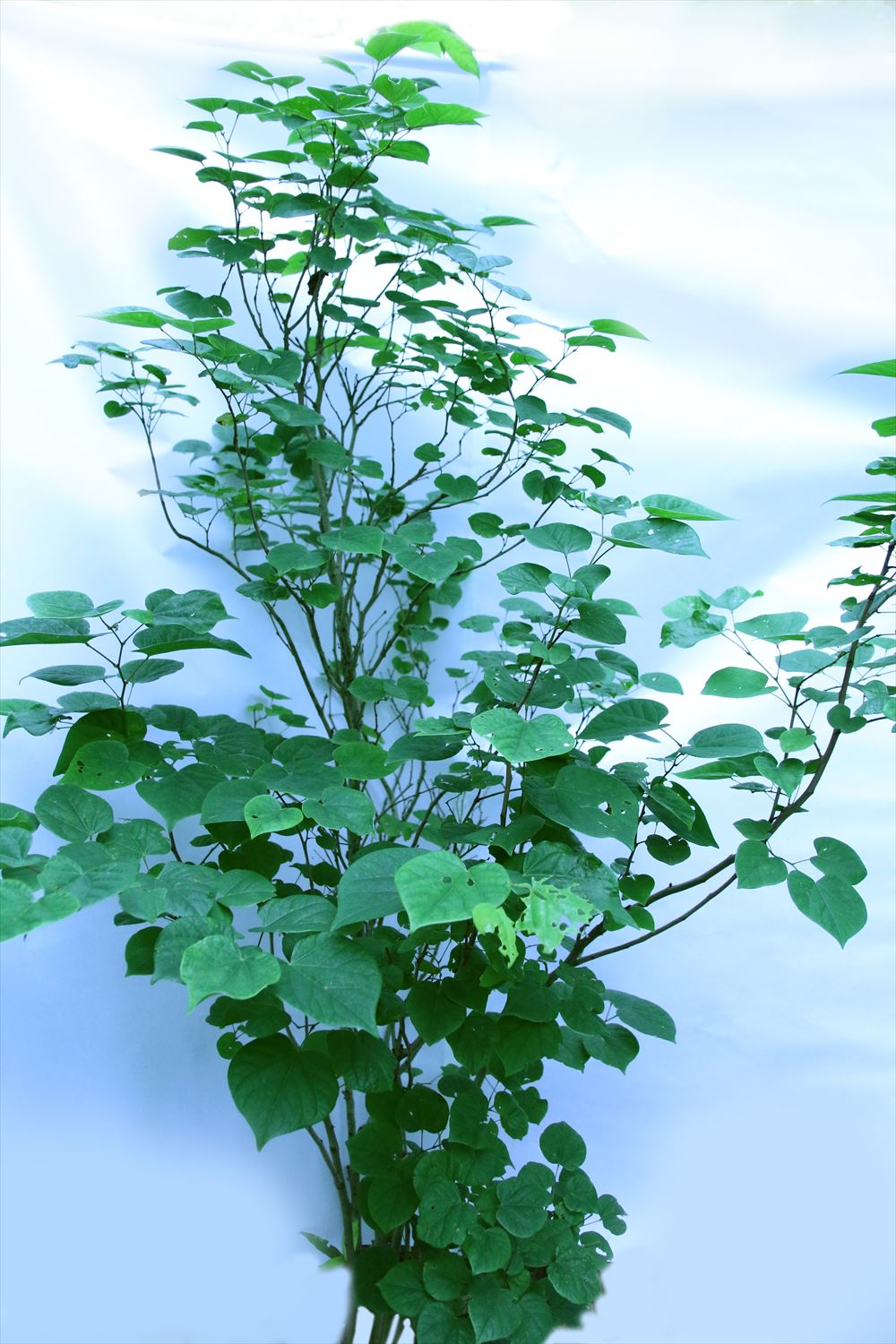 <p>4月ごろ、葉が開くのに先立って白・紅紫色の小さな蝶形花が群がって咲き、枝を埋めます。<br />
枝が直上するので建物とフェンスの間といった狭いスペースでも楽しめます。<br />
日当たりの良い場所に植えます。</p>