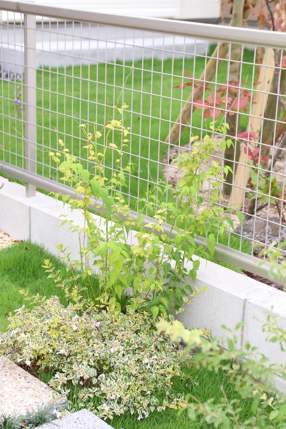 <p>春の花が咲き終わる4～5月ごろ、下垂する柔らかい枝に黄色い花をたくさん咲かせます。</p>
<p>花は山吹色と呼ばれる明るめの黄色で、一重と八重咲きがあります。別種ですがよく似ている白花のシロヤマブキもあります。</p>
<p>葉は凹凸の葉脈が目立つ濃緑です。ヤマブキの葉は互生ですが、別種のシロヤマブキは対生でつきます。</p>
<p>株立ちになる株は地下茎で横に増えるので、大きくなるとこんもりして存在感があります。<br />
日向のほうが花つきよく育ちますが、半日陰でも十分育ちます。<br />
高木の下など夏や西日の強光線を避けられる場所にオススメです。<br />
乾燥は苦手で、やや湿り気のある土を好みます。特に日向に置く場合は注意します。</p>
<p>自然樹形を楽しむので管理の手間がいらないです。</p>