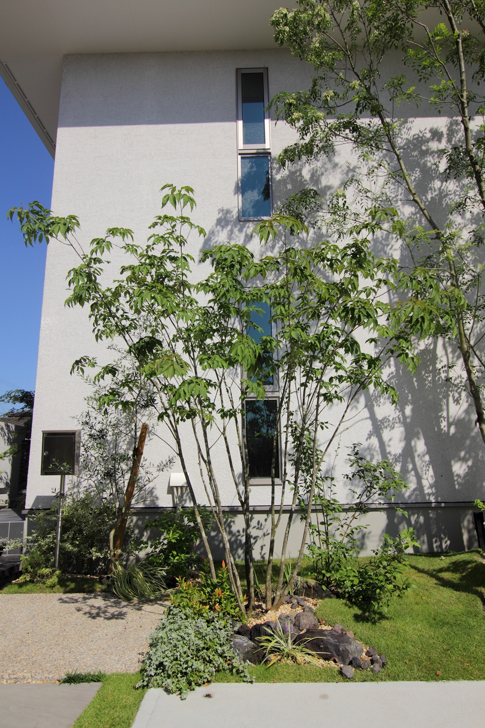 <p>花は、7月から8月頃に黄色の小花がカンザシ状に咲き、冬には黒色の実がなります。</p>
<p>萌芽力があり刈り込みにも耐えますが、枝が密集すると枯れ上がるので、切り詰めたり、<br />
込み合った枝をきるようにします。</p>
<p>水はけがよく肥沃な土地を好みます。</p>