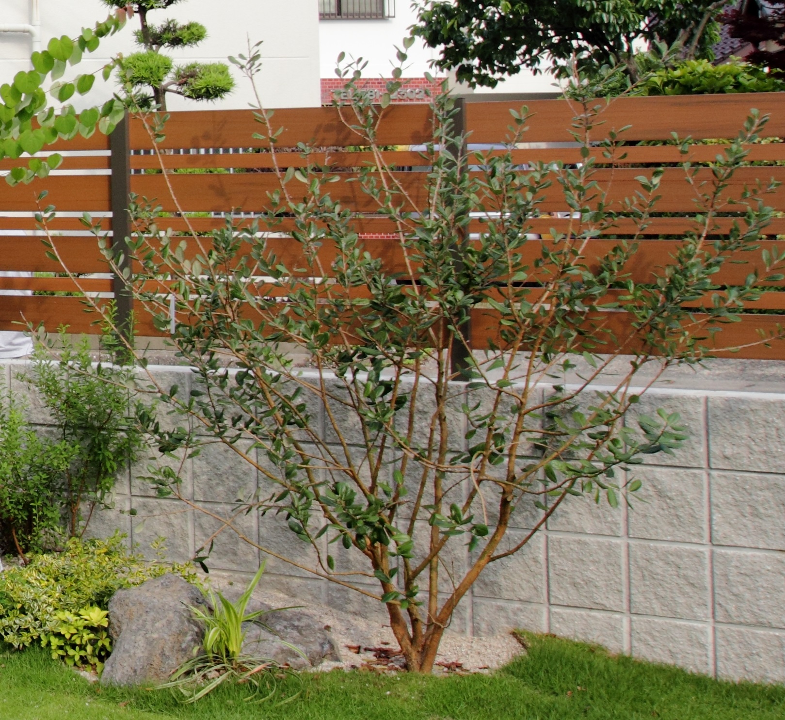 <p>葉は卵型で表が深緑色で裏が白いです。</p>