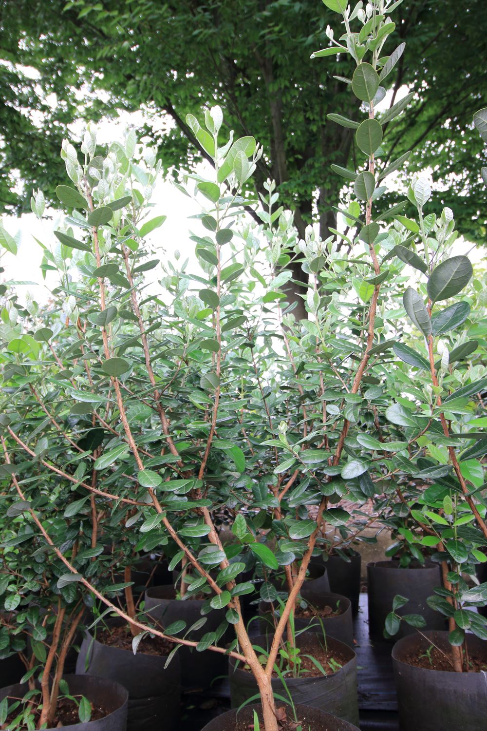 <p>熱帯の植物ですが耐寒性があり 10℃まで耐えます。</p>
<p>害虫に強く樹形が整うことから庭木や生垣としても人気があります。</p>
<p>【育て方】<br />
日当たりがよい、やや乾燥した場所を好みます。剛健で成長は早いです。</p>