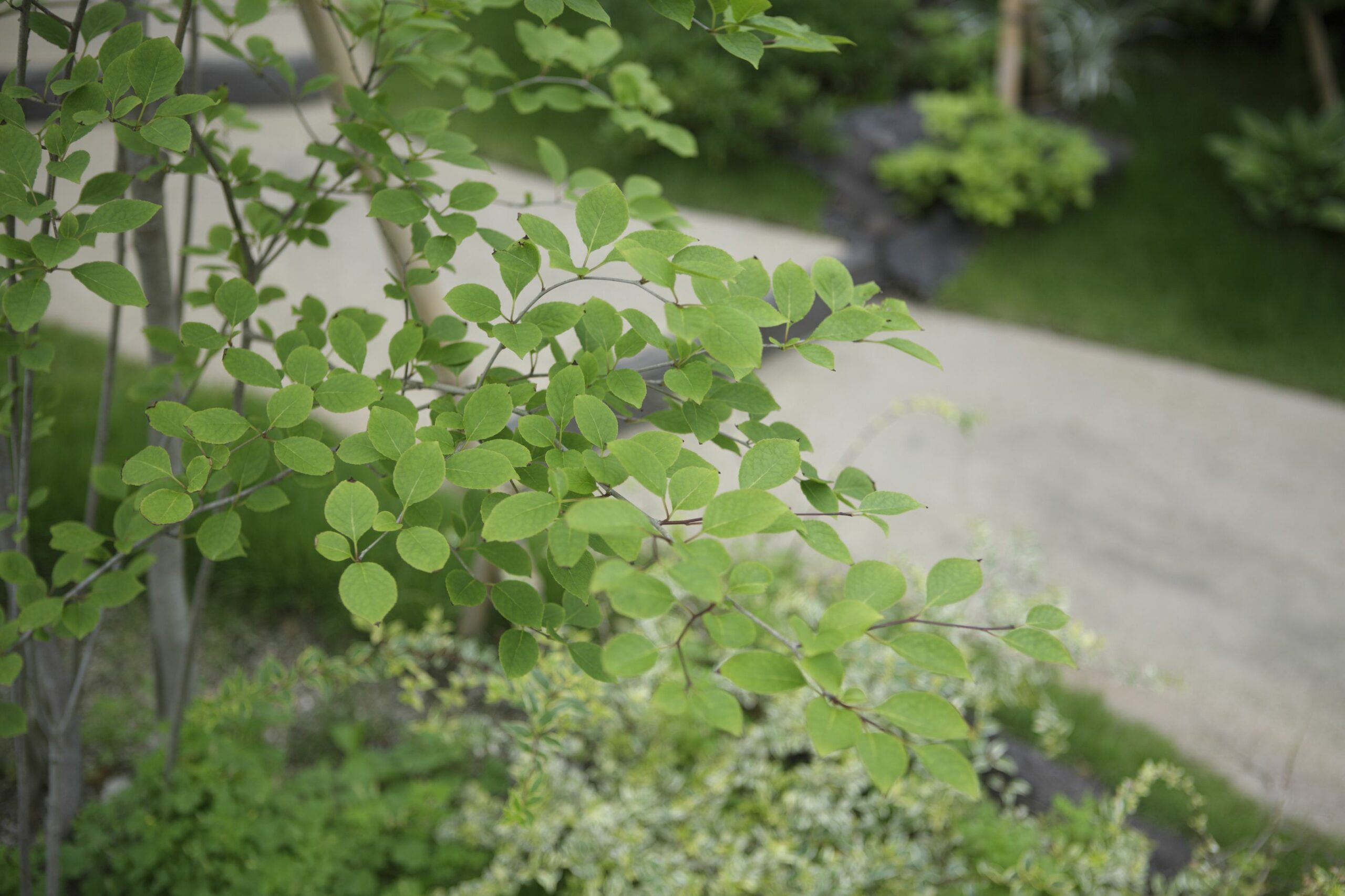 <p>ドウダンツツジは春に咲く白い壺形のすずらんの様なかわいらしい小花と、秋の紅葉(10月中旬から11月)がすばらしい落葉性の花木です。</p>
<p>葉が出る前に開花します。<br />
葉は小さくスッとしているので爽やかな印象があります。<br />
春はかわいく花を咲かせ、新緑はライムグリーン、秋は鮮やかに赤く紅葉し、存在感抜群です。</p>
<p>シンボルツリーにはなりませんが春から秋まで楽しめます。<br />
寄せ植えで中くらいの高さを補ってくれます。</p>
<p>ドウダンツツジはいろいろと特徴があり使いやすい庭木です。<br />
紅葉を楽しみたい方にはおすすめです。</p>