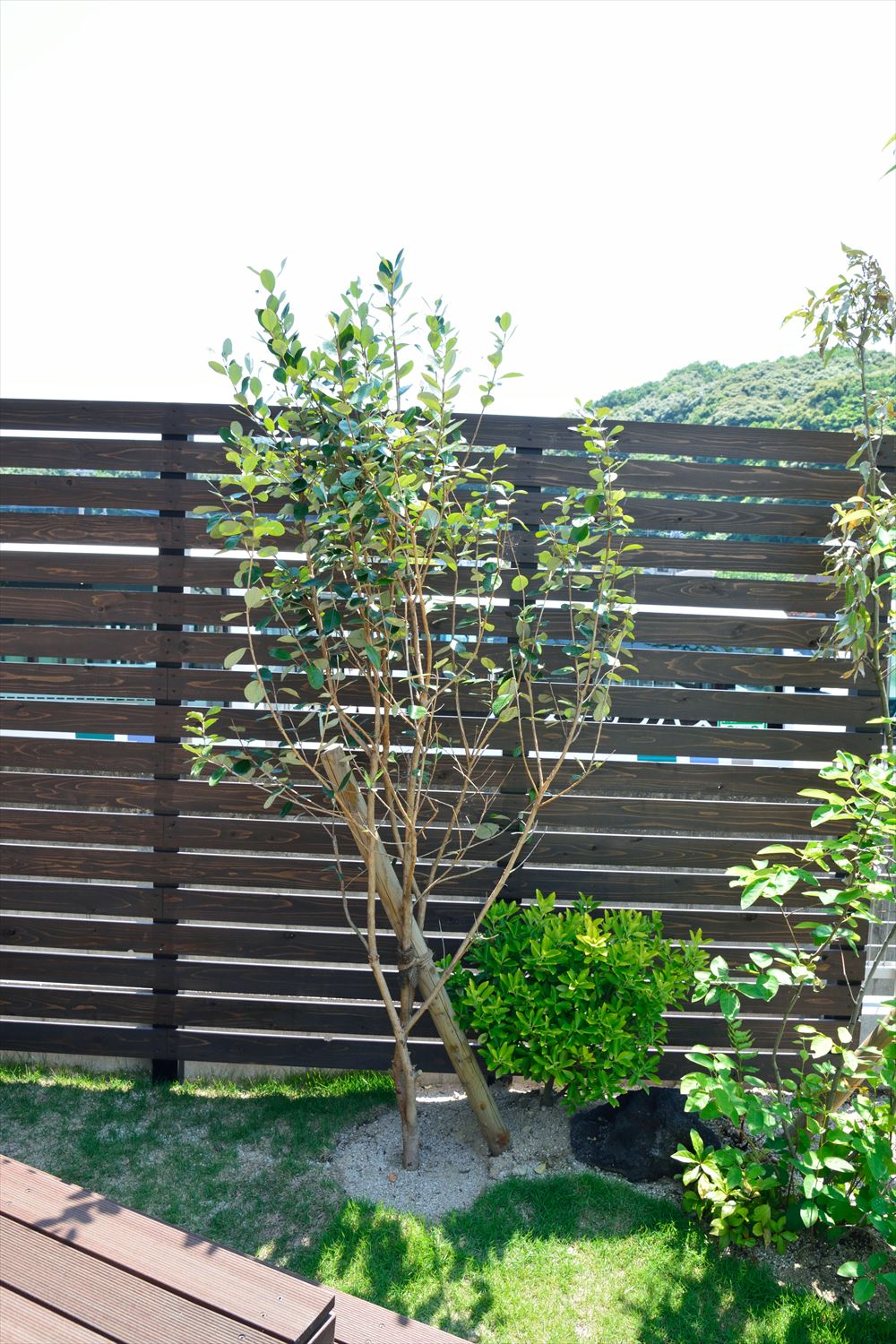 <p>葉は卵型で表が深緑色で裏が白いです。</p>