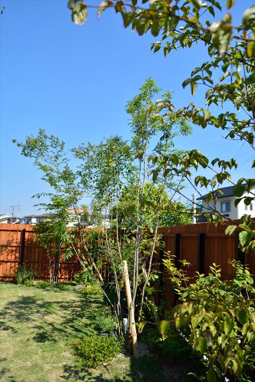 自然な樹形がさわやかなシラカシ 田主丸緑地建設
