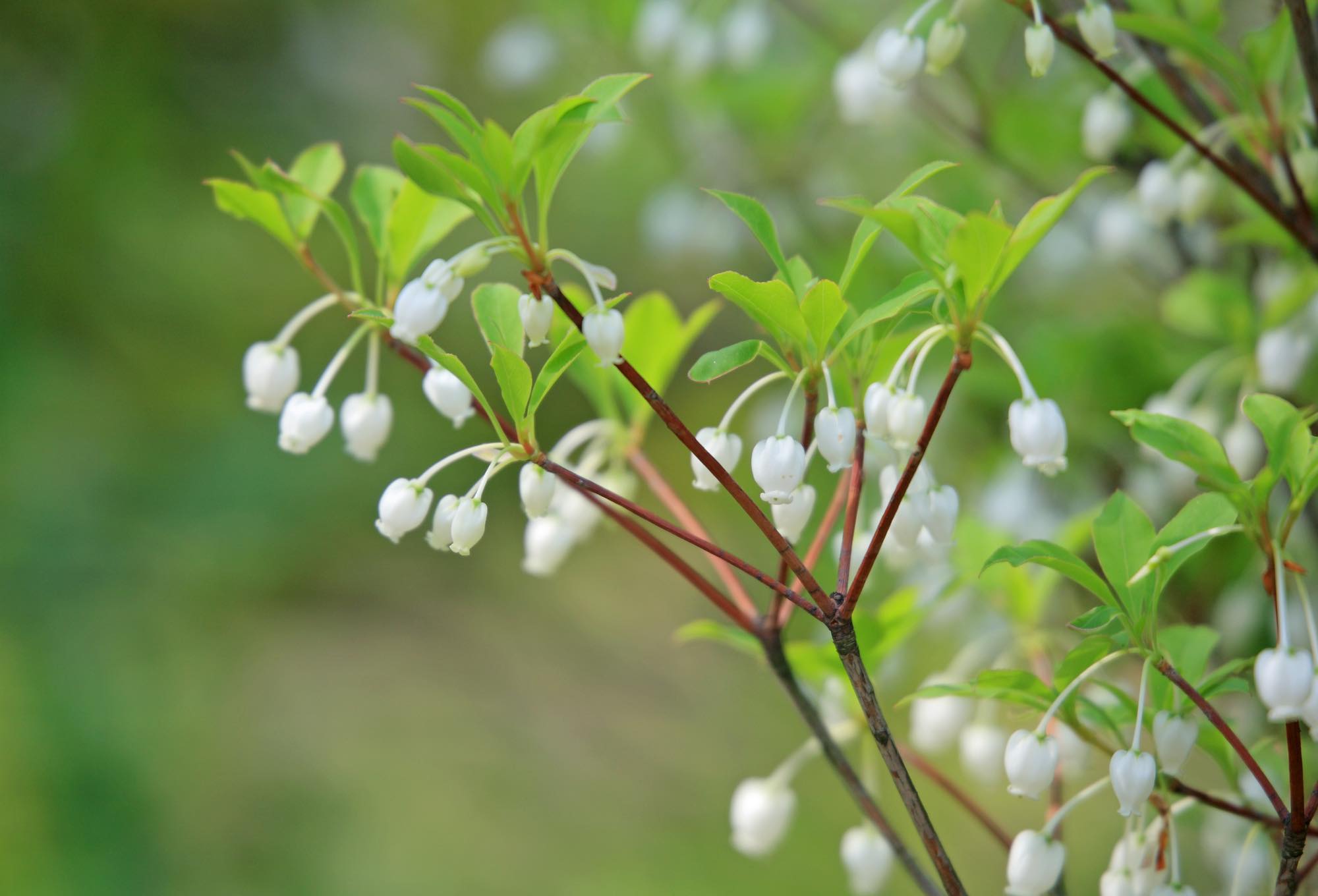 <p>ドウダンツツジは春に咲く白い壺形のすずらんの様なかわいらしい小花と、秋の紅葉(10月中旬から11月)がすばらしい落葉性の花木です。</p>
<p>葉が出る前に開花します。<br />
葉は小さくスッとしているので爽やかな印象があります。<br />
春はかわいく花を咲かせ、新緑はライムグリーン、秋は鮮やかに赤く紅葉し、存在感抜群です。</p>
<p>シンボルツリーにはなりませんが春から秋まで楽しめます。<br />
寄せ植えで中くらいの高さを補ってくれます。</p>
<p>ドウダンツツジはいろいろと特徴があり使いやすい庭木です。<br />
紅葉を楽しみたい方にはおすすめです。</p>