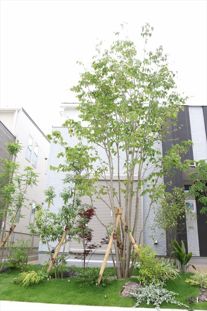 狭いスペースにも植えられる落葉樹 ヤマボウシ 田主丸緑地建設
