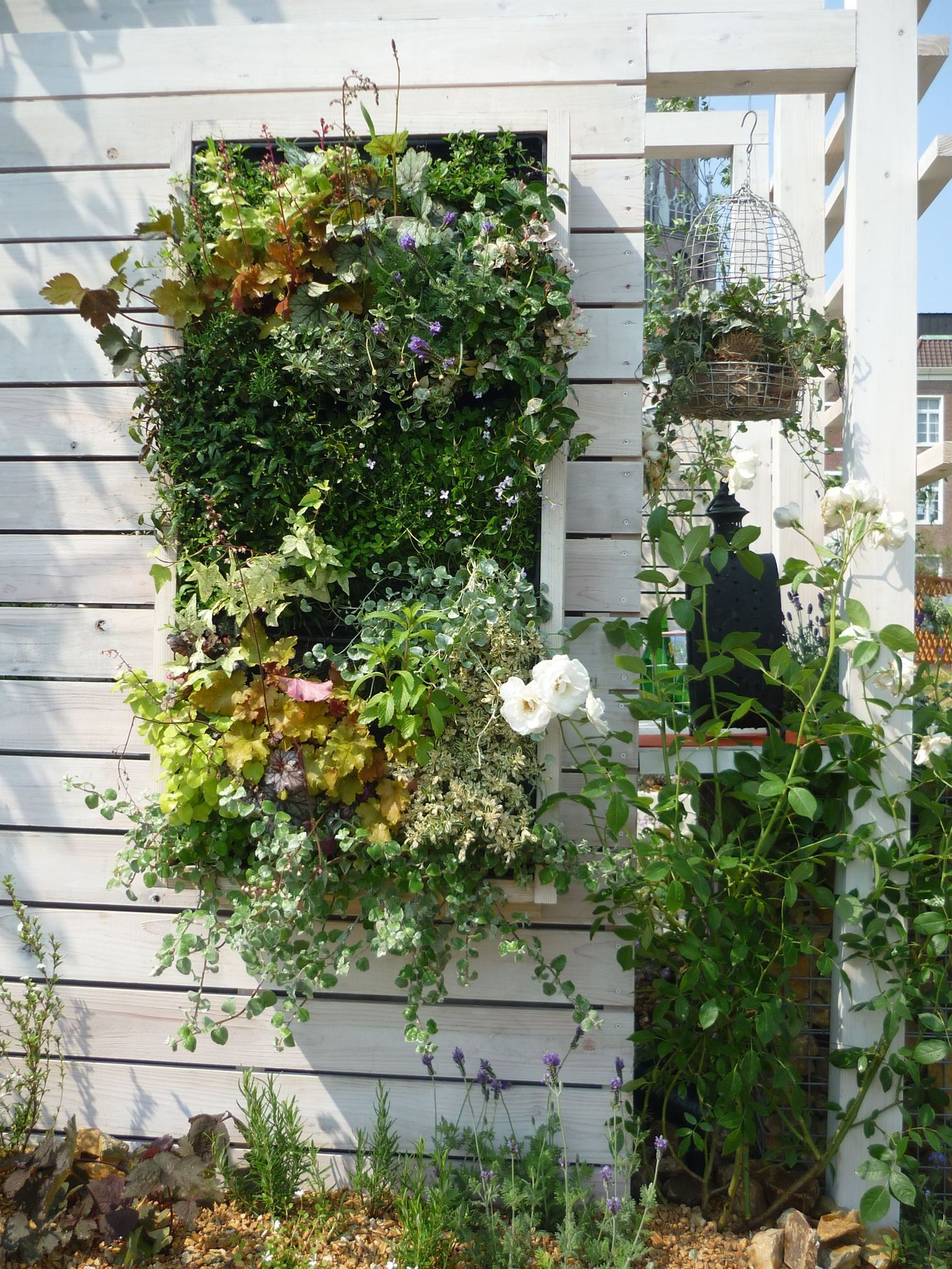 <p>オリジナルのカラーリーフ寄植の壁掛け。カラーとリーフフォルムで楽しくアレンジ。<br />
隣に咲いたホワイトローズが華を添えてます。</p>