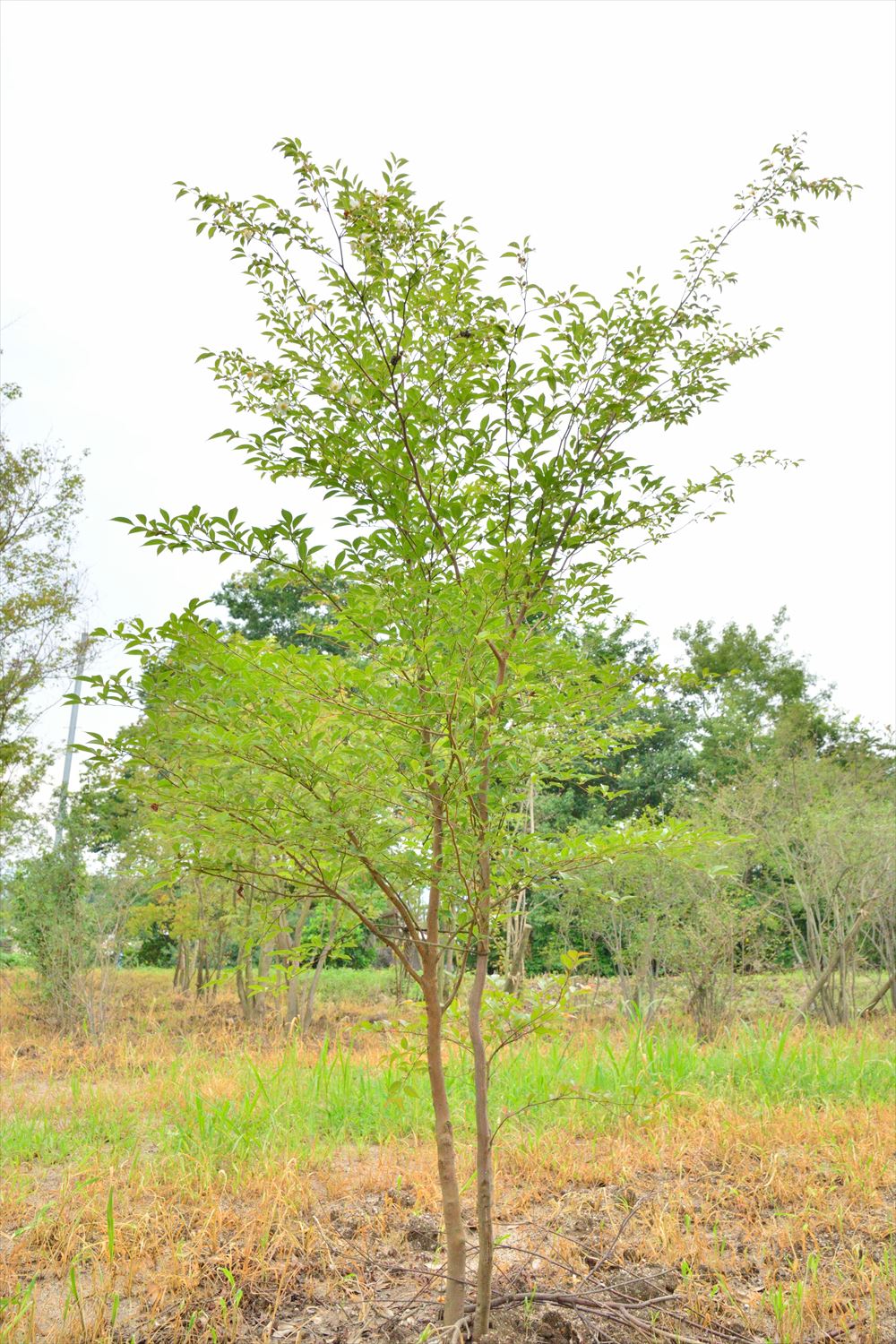 <p><特徴><br />
シンボルツリーや玄関前の木としてよく用いられています。</p>
<p>株立ちに仕立てたものは成長が遅めで樹形を維持しやすいので狭い庭にも向いています。</p>
<p>低い位置にも枝をつけるため、全体としてふんわりとした緑のイメージに仕上がります。</p>
<p>洋風・和風どちらの家にも良く似合います。</p>
<p>ヒメシャラの特性を活かして、強い剪定はせずに自然な樹形を保つようにしましょう。</p>
<p><日当たり><br />
日当たりの良い場所を好みますが、半日程度が好ましく、西日は避けてください。</p>
<p><土壌><br />
肥沃な腐食質の多い水はけの良い土を好みます。</p>
<p><水やり><br />
乾燥に弱いので、水やりはしっかりとしてください。</p>
<p>株元に日が強く当たらないよう下草で配慮するのも効果的です。</p>