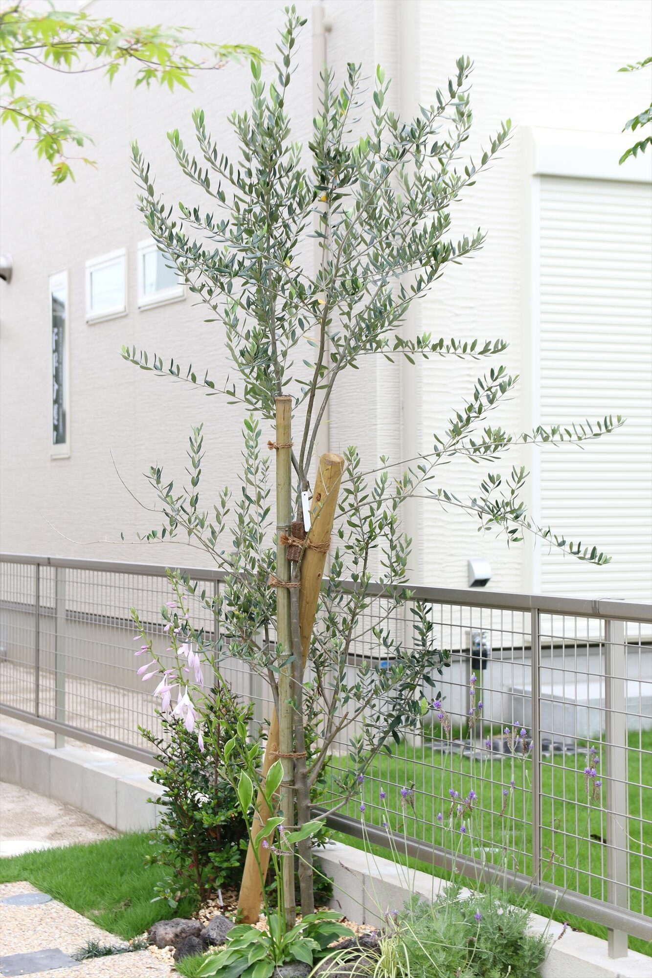 <p>地中海の強い日差しにも元気よく成長する、生命力あふれる樹種です。<br />
表葉は濃い緑、裏葉は白く遠くからでも目立ちます。<br />
花は５～６月に薄黄色の小花をつけます。10～11月には食用にも使える実をつけます。</p>
<p> ＜日あたり・水はけ＞<br />
日あたり・水はけともに良いところを好みます。<br />
乾燥に強い反面、水はけが悪い場所では根腐れを起こしやすいので注意が必要です。</p>