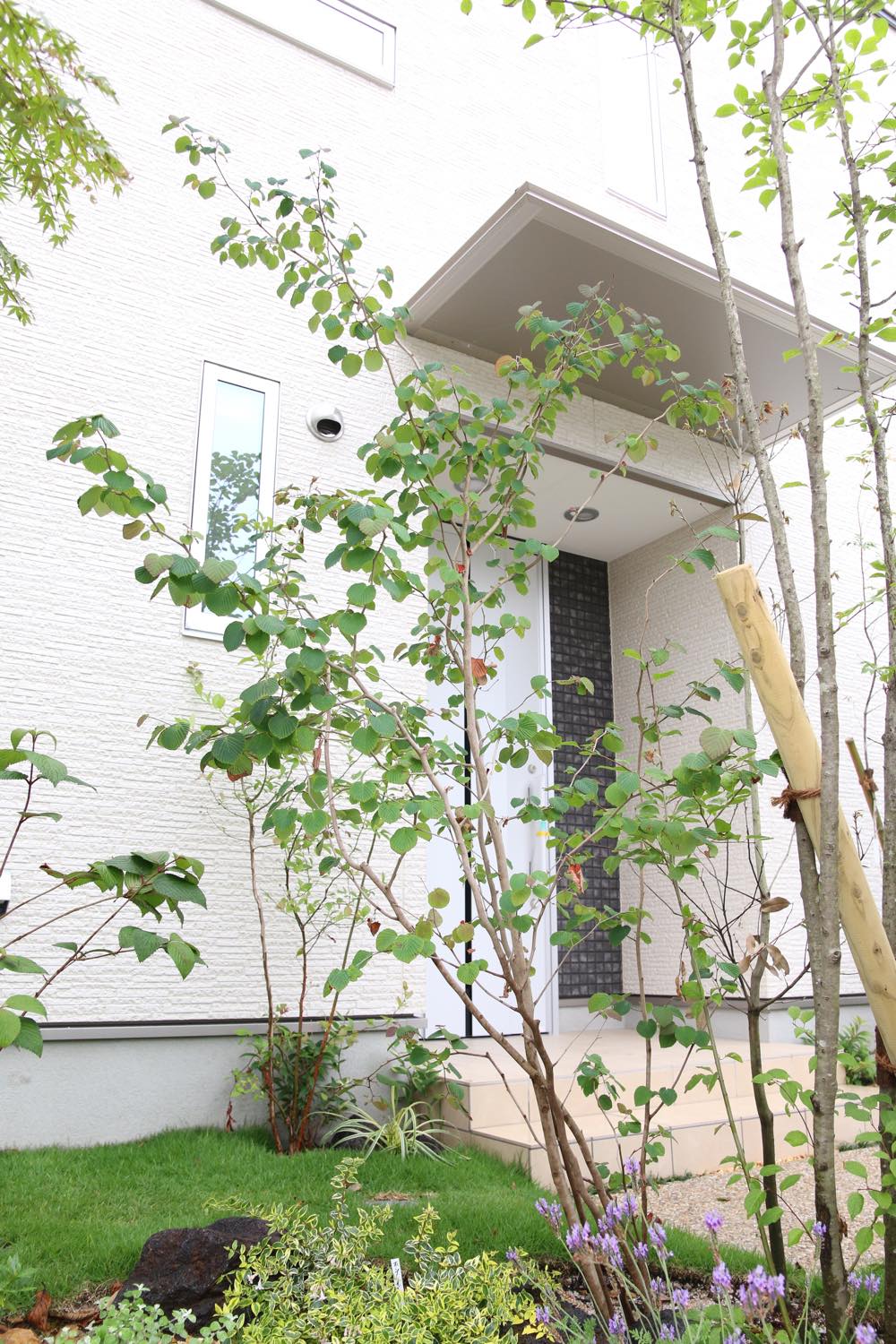 <p>トサミズキは葉が出るよりも先に、3月下旬から4月に、5~7個の丸みのある黄白色の小花が連なり花序になって下垂します。</p>
<p>枝はやや太くまばらに分岐し、ややジグザグに稲妻形に伸長します。枝が少なく野趣に富んだ軽快な樹形で、<br />
よくひこばえを出すために株立ち状の樹形となるものもあります。</p>