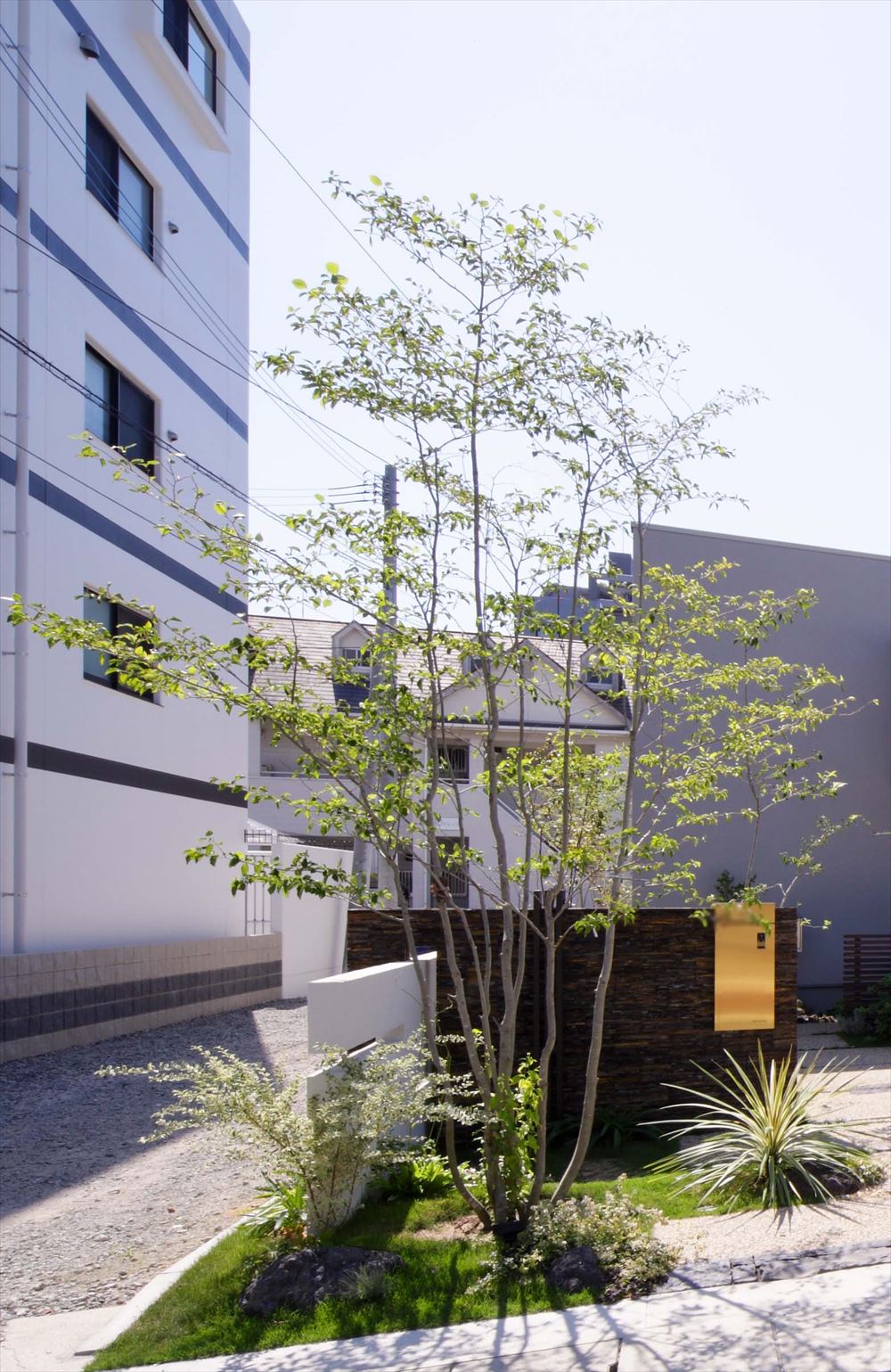 <p>薄緑色の葉がさわやかな印象です。</p>