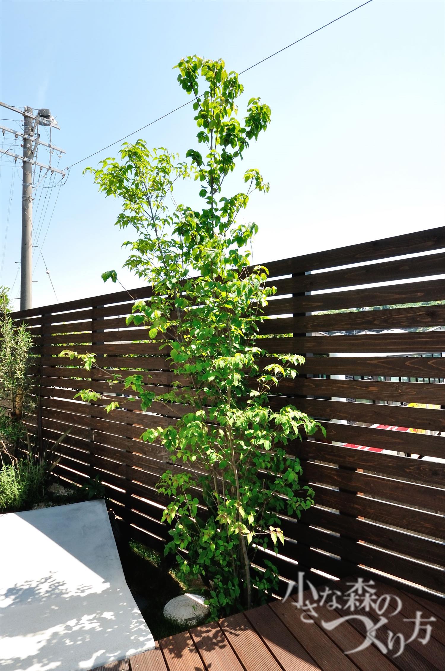 <p>ヤマボウシ<br />
あの独特の白い花は、実は花ではなく葉っぱに近い総苞(そうほう)と呼ばれるものだそうです。花が白い頭巾をかぶったお坊さん(法師)に似ていることから名付けられました。</p>