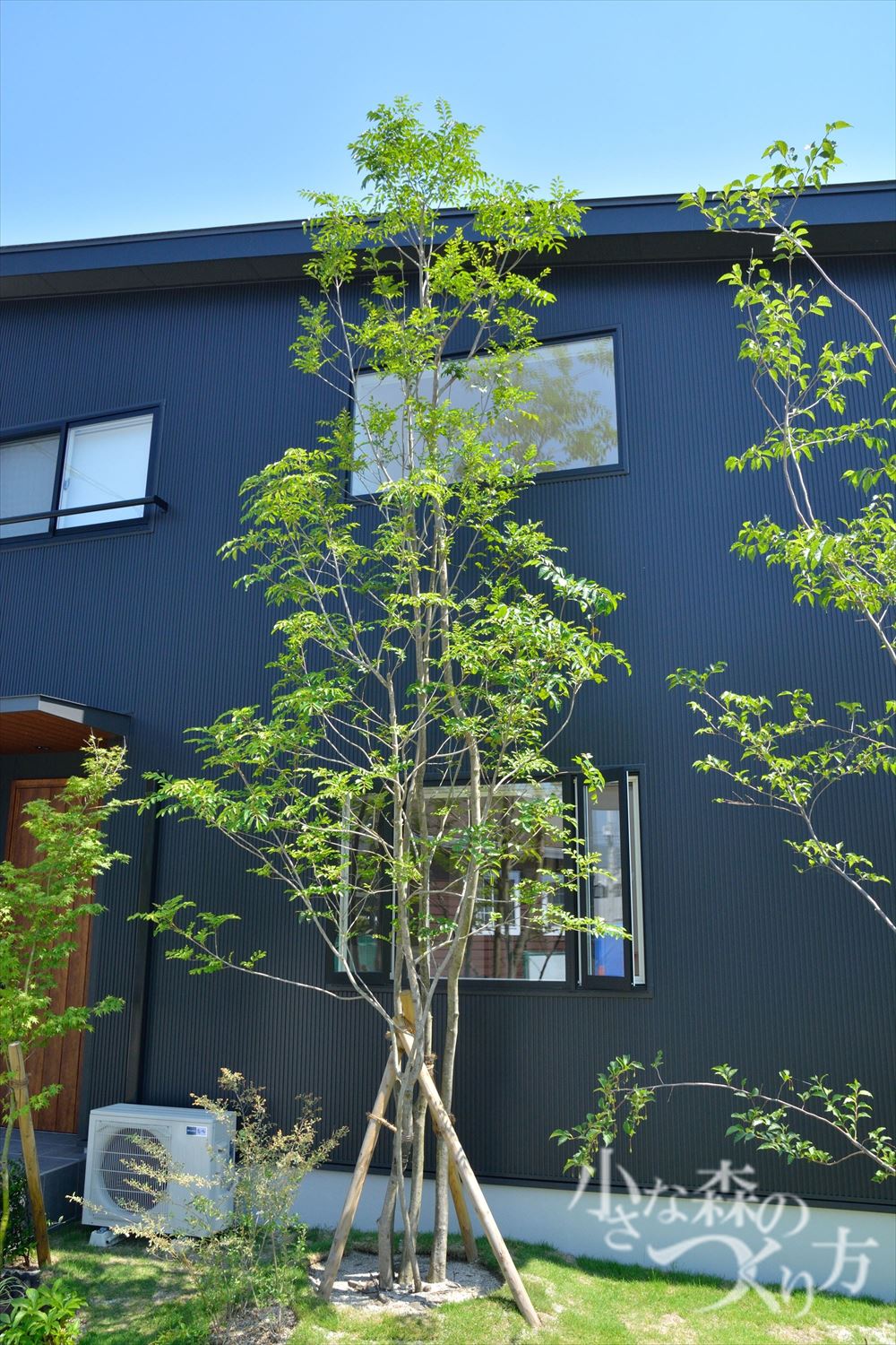 <p>シマトネリコ<br />
シンボルツリーとして人気のある常緑高木です。初夏には小さなかわいい花をたくさん咲かせます。樹形もきれいですね。</p>