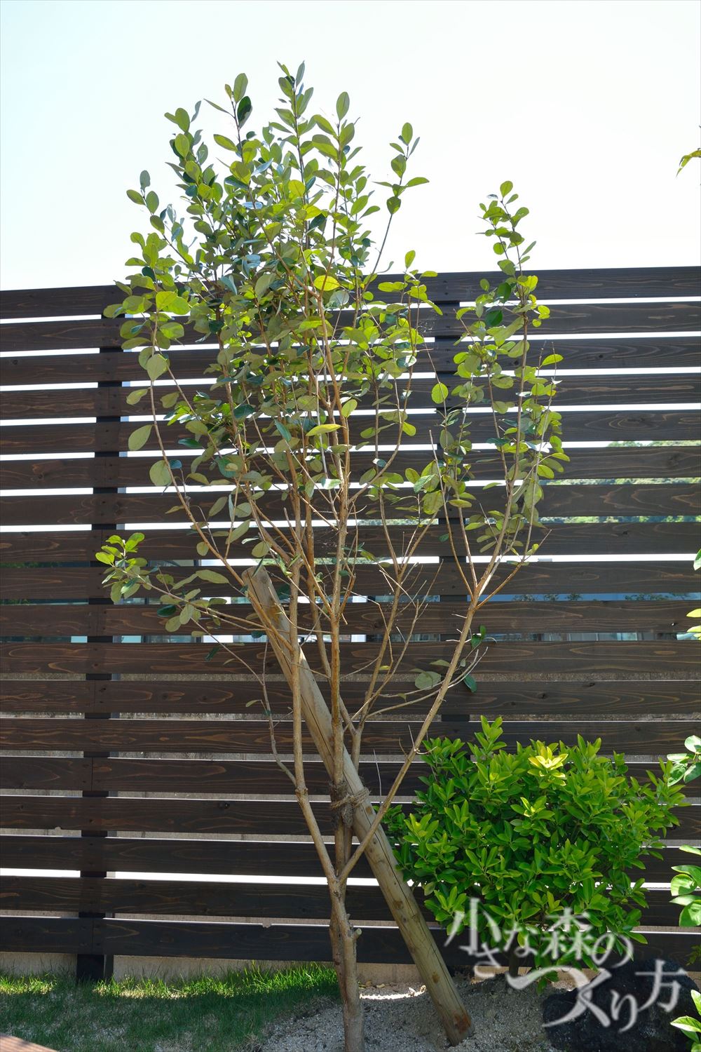 <p>フェイジョア<br />
南米原産の常緑低木です。初夏には色鮮やかな花を付け、実はトロピカルフルーツとして食べられます。</p>