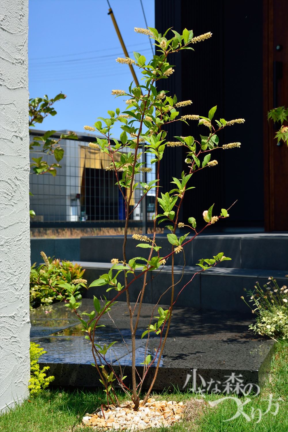 <p>コバノズイナ<br />
北アメリカ原産のユキノシタ科の落葉低木です。初夏には白い小さな花を稲穂のように咲かせ、秋には紅葉も楽しめます。</p>