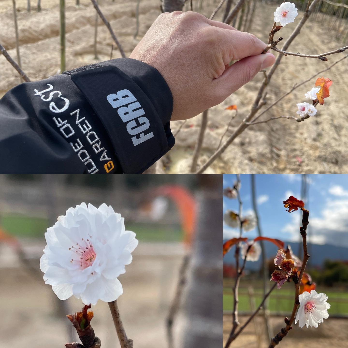 <p>ここ最近Green Tankにいます<img src="https://www.tanushimaru.co.jp/smileys/clover.gif"><br />
こんなに寒いのに<br />
まだ、可愛い子福桜が咲いてます<img src="https://www.tanushimaru.co.jp/smileys/shine.gif"><br />
ホッとしますね<img src="https://www.tanushimaru.co.jp/smileys/note.gif"><br />
寒いけど<img src="https://www.tanushimaru.co.jp/smileys/typhoon.gif"></p>