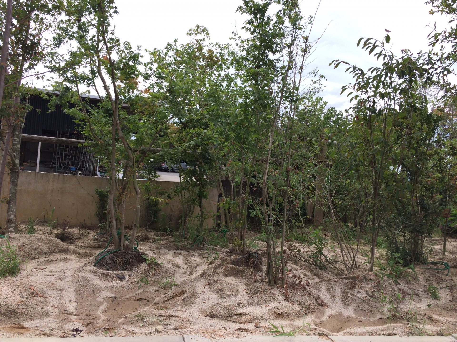 <p>これは仮植場の一部</p>
<p>各農場から運び込んだ植木を<br />
根や根鉢・幹肌などを傷めないように<br />
した状態で仮植しておく場所です</p>
<p>お客様のお庭に移植するための準備です</p>