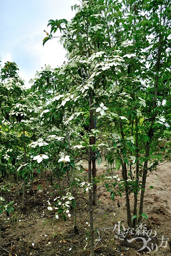 花が長く楽しめるヤマボウシ 田主丸緑地建設 花が長く楽しめるヤマボウシ 田主丸緑地建設