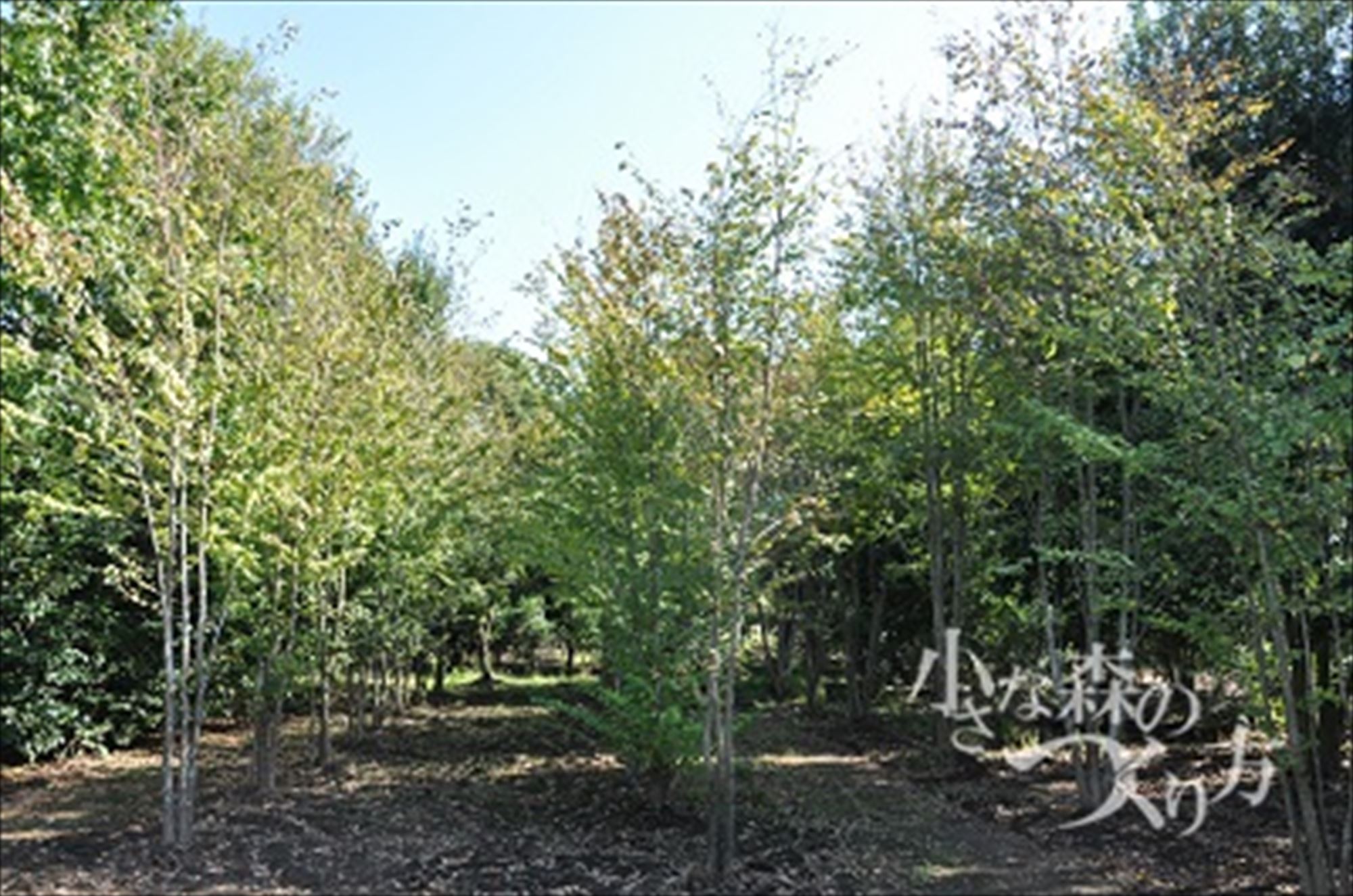 <p>ハート型の葉がかわいく、樹形も美しいので、シンボルツリーとしても人気があるカツラ。<br />
春の新緑・秋の黄葉と、色の変化を楽しむこともできます。</p>
<p>樹の大きさの割に、葉が薄緑色で、葉の量も多すぎないので、爽やかな印象で軽い雰囲気を出すことができます。</p>
<p>赤い花を葉に先立ってつけます。<br />
ほのかに香る落ち葉、 葉が落ちた後の樹形も整っていて美しいです。<br />
一年を通して自然の美を満喫できますよ。</p>