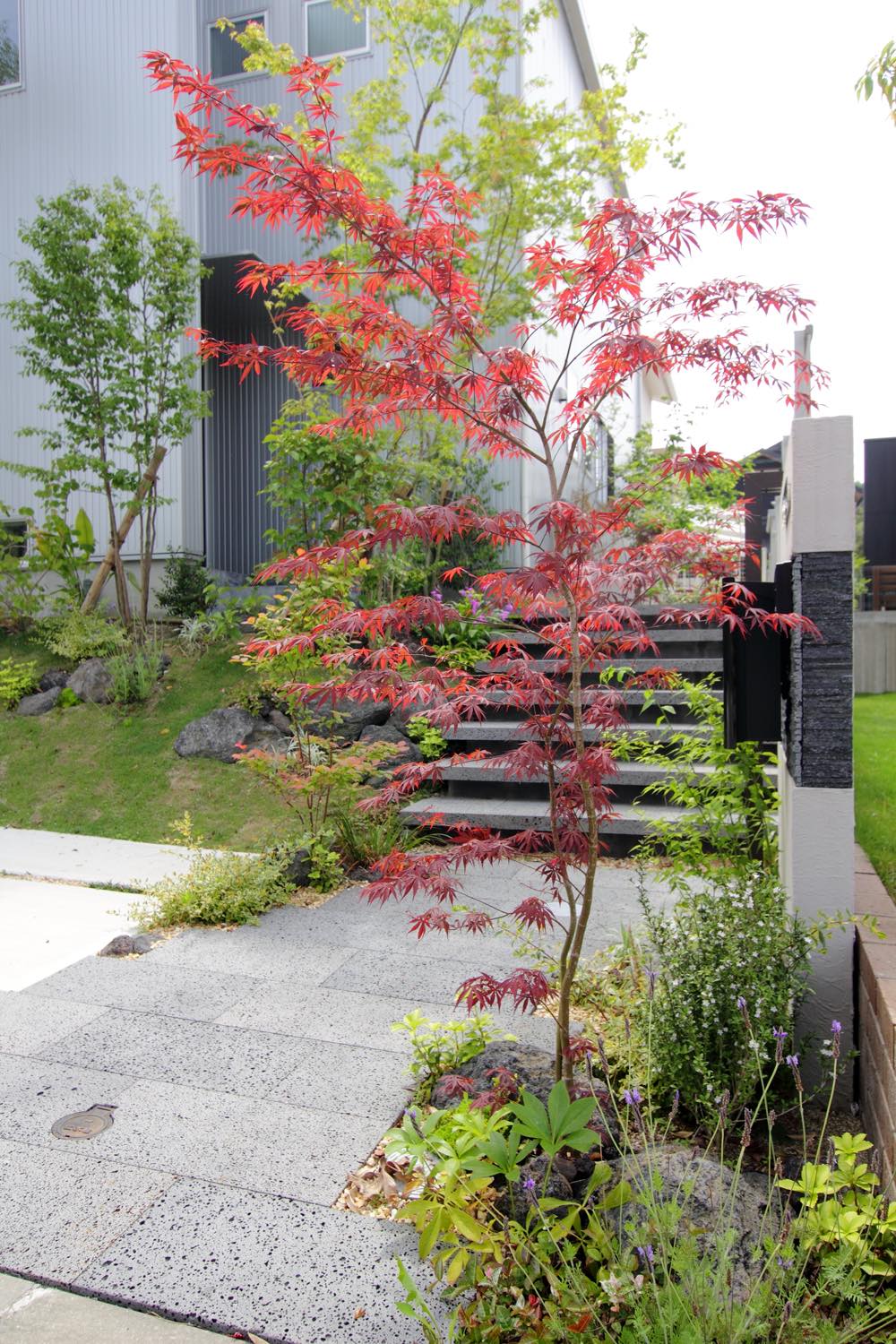 <p>春先から秋まで、やや紫がかった紅色の葉をつけるため、庭のアクセントとして使われます。</p>
<p>葉が新しく出たときから赤く色づいています。夏場は緑になりますが、紅葉シーズンになると再度赤になります。<br />
 数あるモミジの品種の中でも人気がある品種です。</p>