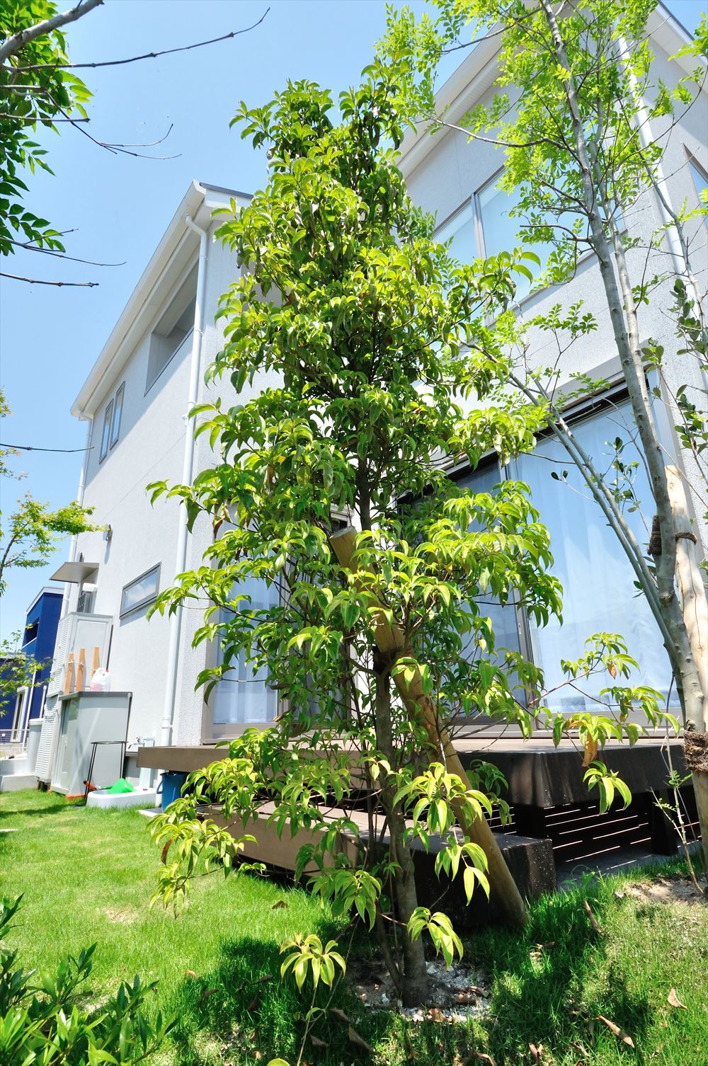 <p>シンボルツリーに良く使われる常緑性のヤマボウシ。<br />
自然な雰囲気を楽しめる株立ちが人気です。<br />
落葉性のヤマボウシに比べて、小さめの花を密に咲かせるのが特徴。</p>
<p>葉の色は明るい緑色で、秋の終わりにはぶつぶつのついた赤い実がつきます。<br />
初夏に咲く白い花は花もちが良く、たくさん花をつけた姿は圧巻です。</p>