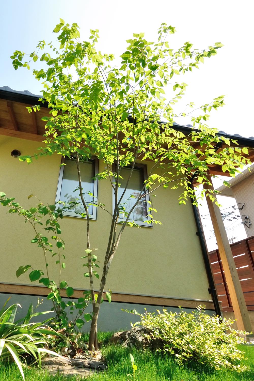 <p>イヌシデはカバノキ科のクマシデ属に分類される落葉高木の樹木です。<br />
樹高が高くなり過ぎない性質を生かして街路樹や公園などでもよく使われています。</p>
<p>また、盆栽としても人気の樹木です。</p>
<p>イヌシデは新しい葉や芽を出す若葉の時期に、花も開花します。</p>