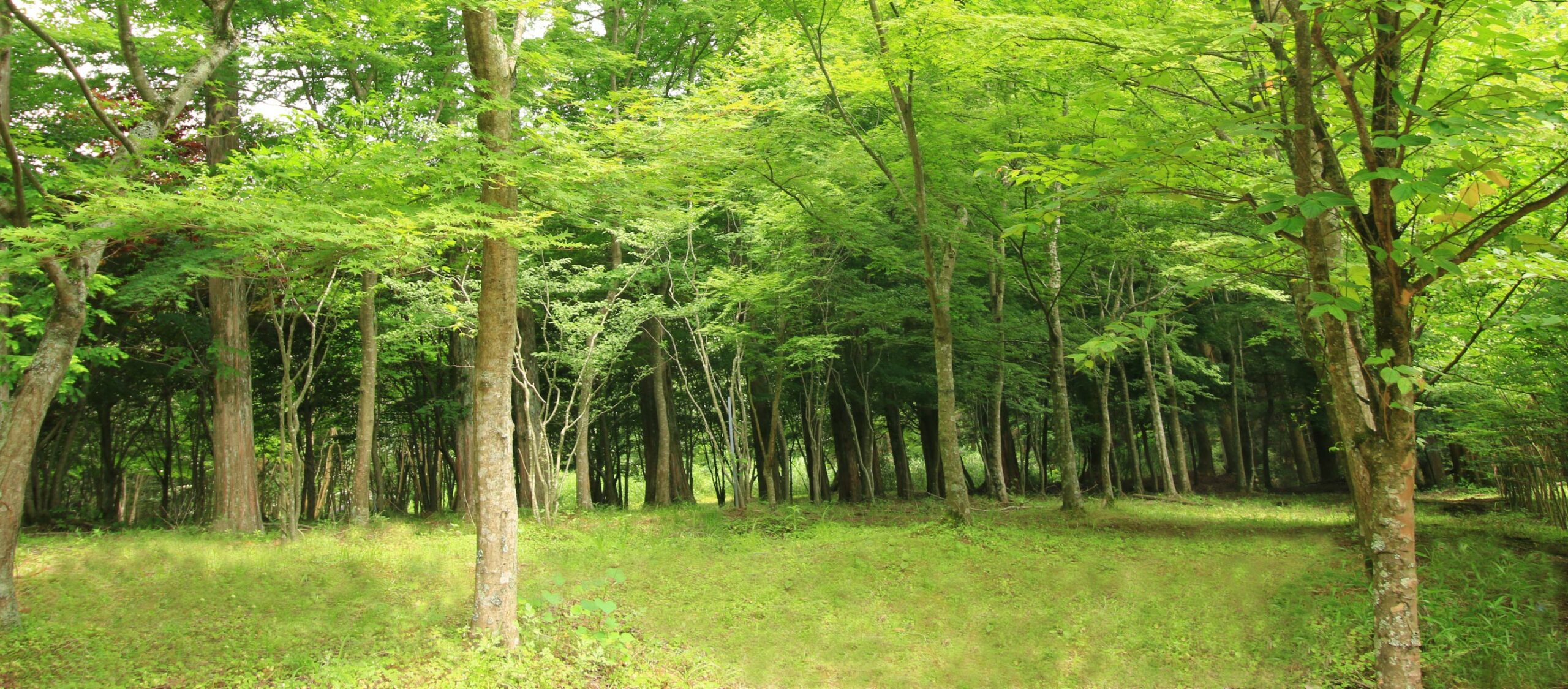 庭木としてのニーズ、デザイナーが認めるデザイン性の高いもの。
九州に4カ所ある広大な自社農場では、多種多様な樹木を生産しています。
また混植などにより品質も徹底的に管理し、常に高品質で安定した樹木をご提供できます。