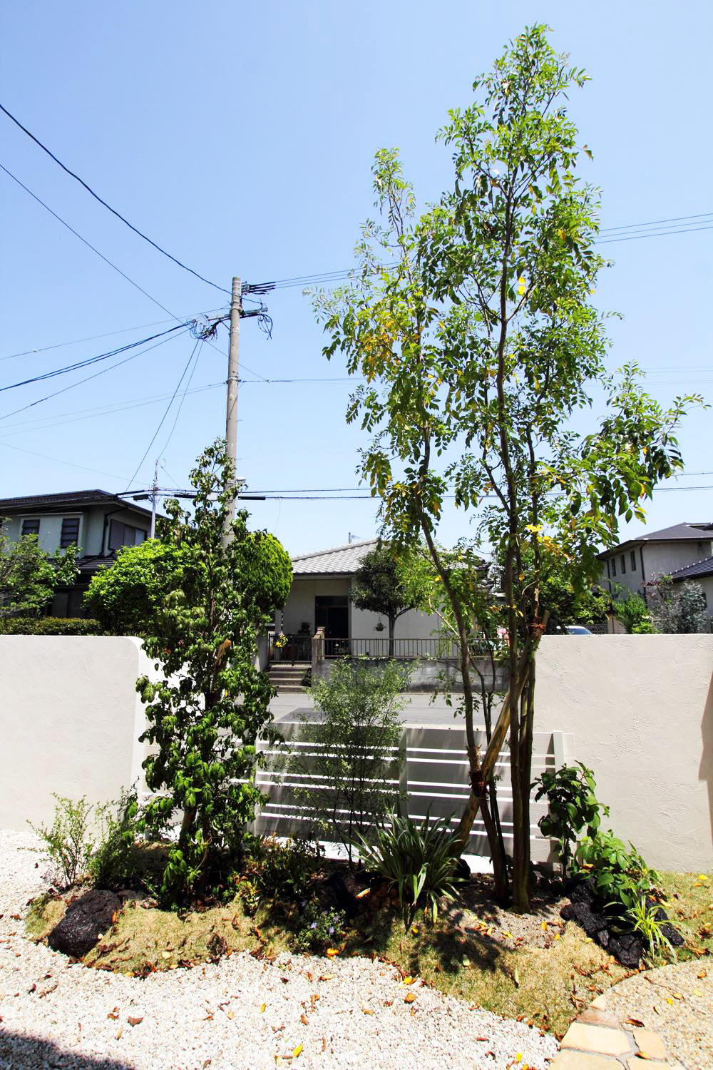 <p>シンボルツリーに良く使われる常緑性のヤマボウシ。<br />
自然な雰囲気を楽しめる株立ちが人気です。<br />
落葉性のヤマボウシに比べて、小さめの花を密に咲かせるのが特徴。</p>
<p>葉の色は明るい緑色で、秋の終わりにはぶつぶつのついた赤い実がつきます。<br />
初夏に咲く白い花は花もちが良く、たくさん花をつけた姿は圧巻です。</p>