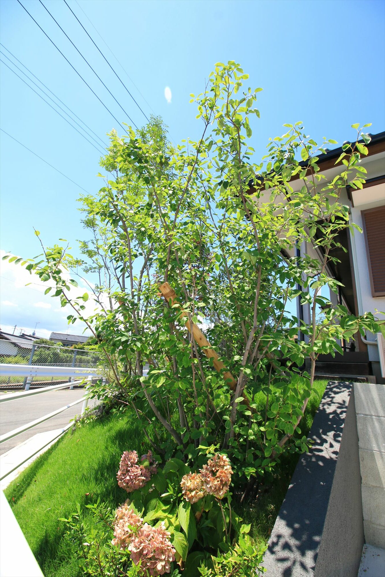 <p>ジューンベリーは名前の通り6月に赤い果実をつける落葉樹です。</p>
<p>春に白い花が咲いた後に、初夏に赤い実が実ります。<br />
花や実以外にも、新緑や秋の紅葉と四季折々に楽しむことのできる果樹です。<br />
耐寒性・耐暑性があり、自家結実性があるので1本で実を収穫することができます。</p>