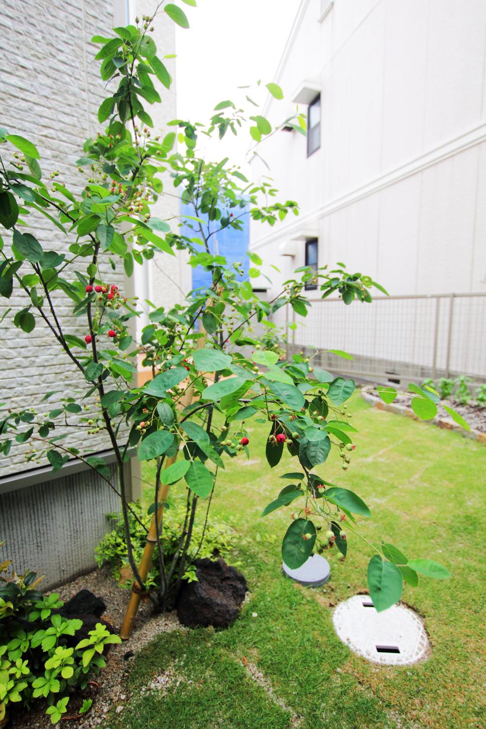 <p>ジューンベリーは名前の通り6月に赤い果実をつける落葉樹です。</p>
<p>春に白い花が咲いた後に、初夏に赤い実が実ります。<br />
花や実以外にも、新緑や秋の紅葉と四季折々に楽しむことのできる果樹です。<br />
耐寒性・耐暑性があり、自家結実性があるので1本で実を収穫することができます。</p>