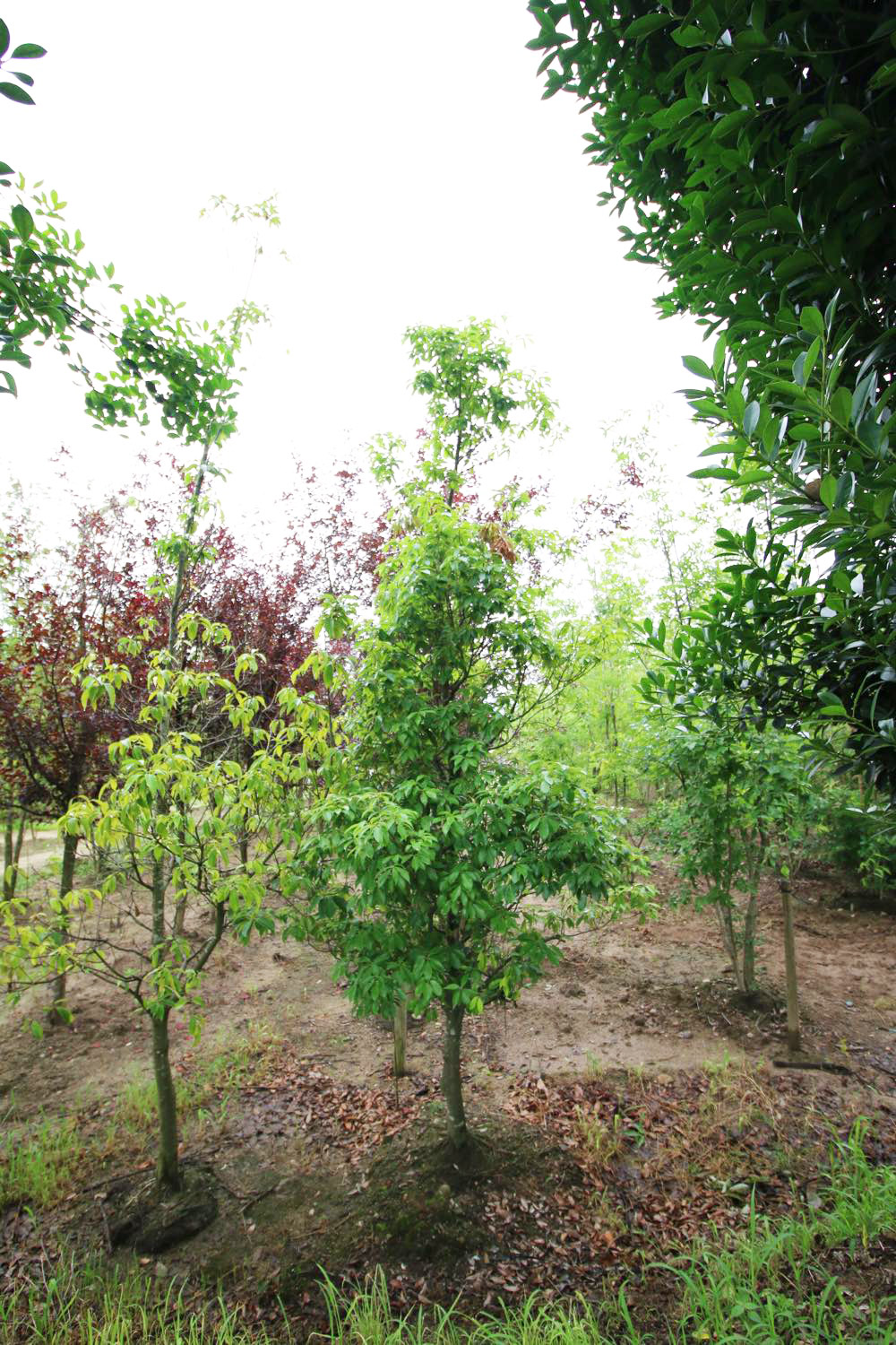 <p>一般的なカシ類のひとつで、秋にはドングリが実ります。<br />
山野に自生し、単に「カシ」というと本種を指すことも多く、公園樹などに多く利用されています。</p>
<p>やせ地でもよく育ち、剪定してもよく芽吹きます。その性質の強さから、生垣をはじめ様々な形で利用されます。</p>