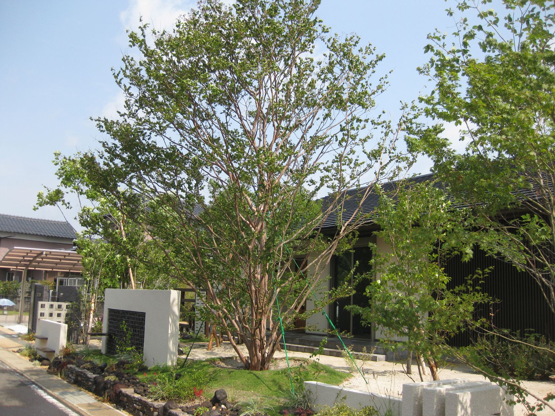 <p>開花時期はサルスベリと同様の６～８月頃。<br />
サルスベリより花期は短く、花の色は白のみで小柄な花が咲きます。<br />
小枝と花序に毛があるのが特徴です。</p>
<p>樹皮はサルスベリよりも白く、幹は直立します。<br />
大木になるほど幹がうねり、より樹形が美しい樹木になります。</p>