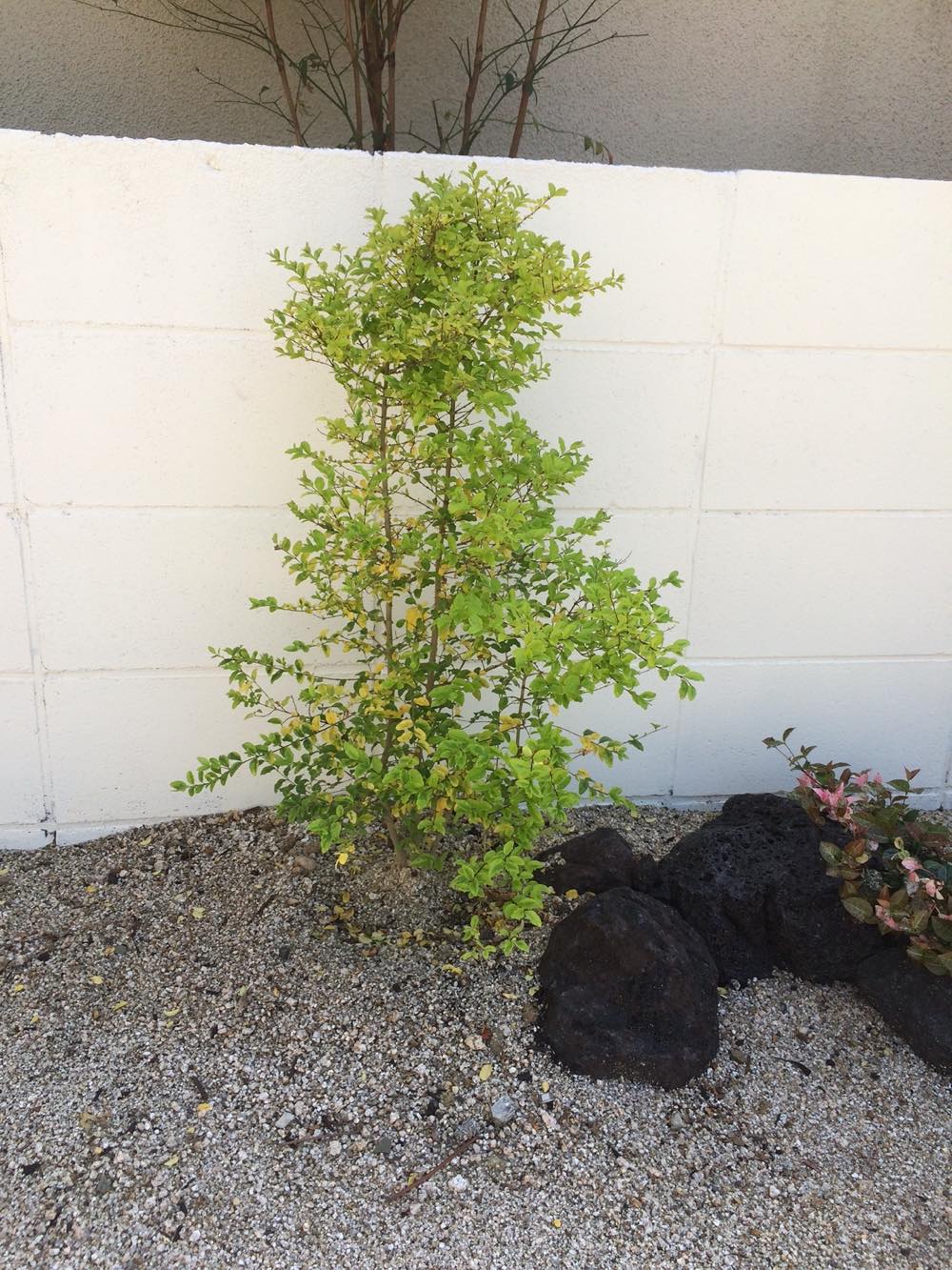 <p>レモンはさわやかな酸味でよく知られる果樹です。<br />
家庭菜園の人気の果樹のひとつとして知られています。<br />
果実を楽しむだけではくおしゃれなインテリアグリーンとしても庭で育てることができます。</p>
<p>樹高があまり高くならず、病害虫も比較的つきにくく育てやすい果樹です。<br />
春から初夏にかけて芳香のある白い可愛らしい花を咲かせます。</p>