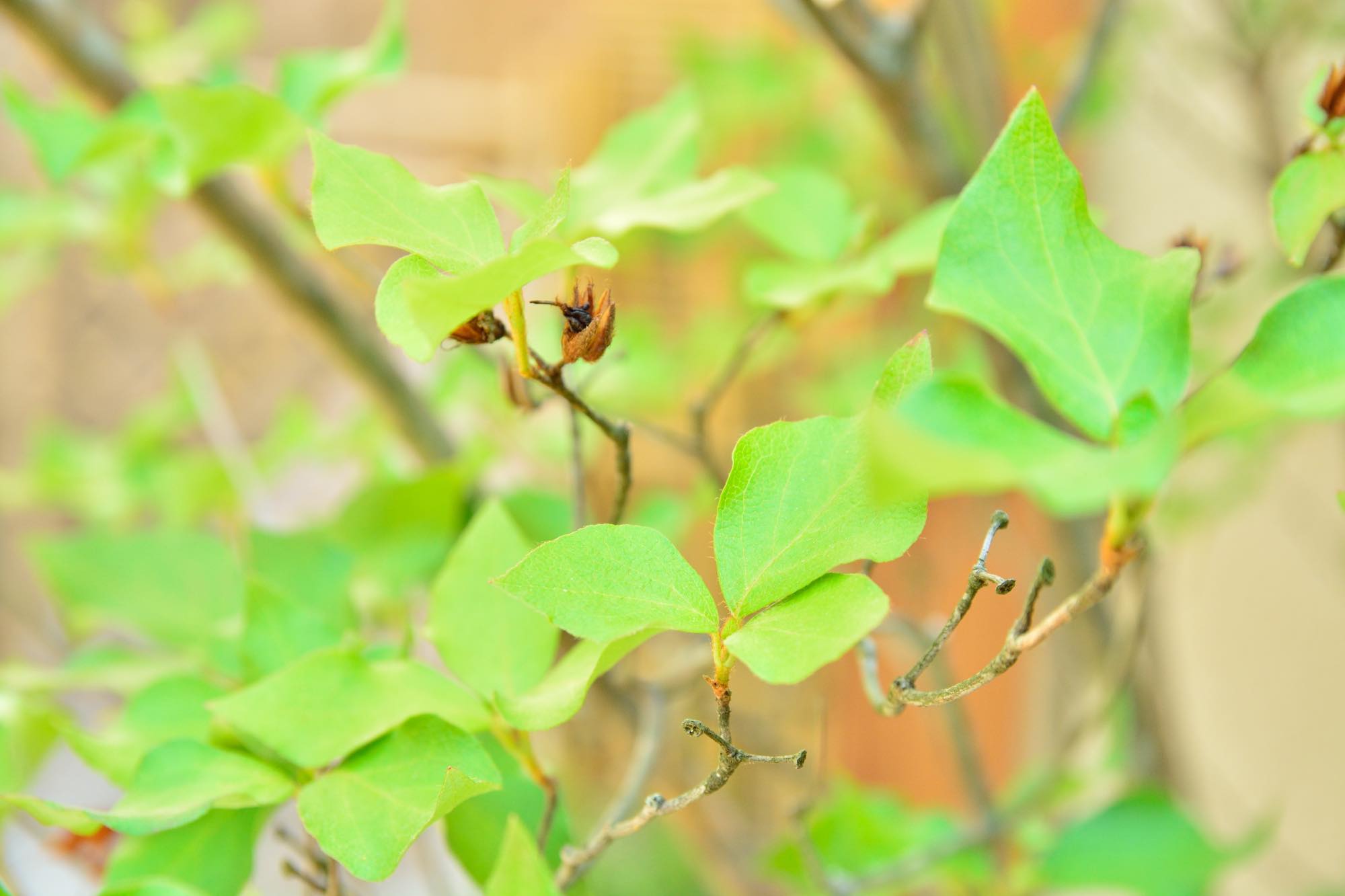 <p>洋風でも和風でも調和するミツバツツジ。</p>
<p>4月下旬から5月にかけ開花します。</p>
<p> </p>
<p>名前のとおり3枚の葉がセットになって枝先に付きます。</p>
<p>若葉は両面に毛があり、触ると粘り気があります。</p>
<p> </p>
<p>公園などでもよくみかける可愛らしい樹木です。</p>
