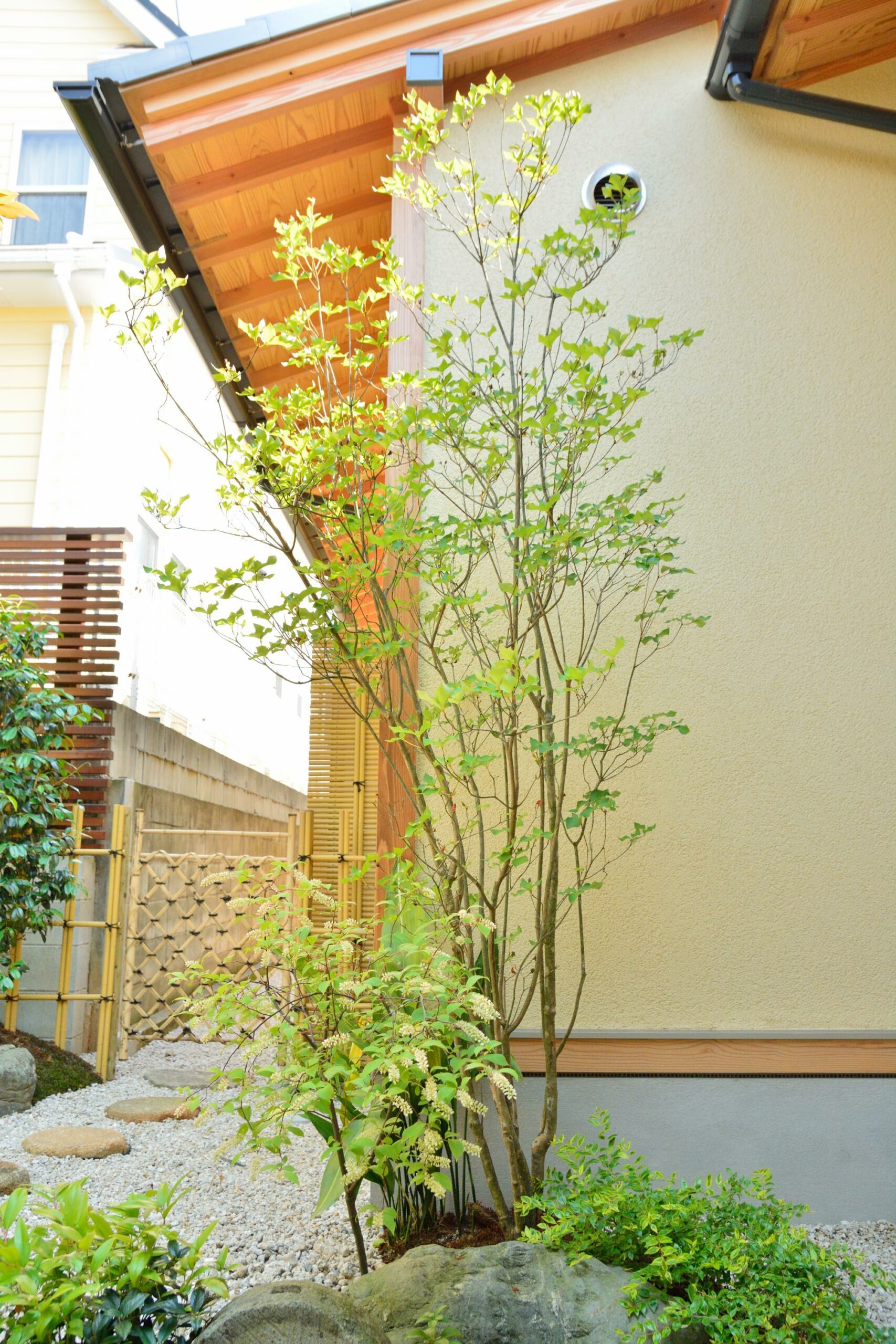 <p>洋風でも和風でも調和するミツバツツジ。</p>
<p>4月下旬から5月にかけ開花します。</p>
<p> </p>
<p>名前のとおり3枚の葉がセットになって枝先に付きます。</p>
<p>若葉は両面に毛があり、触ると粘り気があります。</p>
<p> </p>
<p>公園などでもよくみかける可愛らしい樹木です。</p>