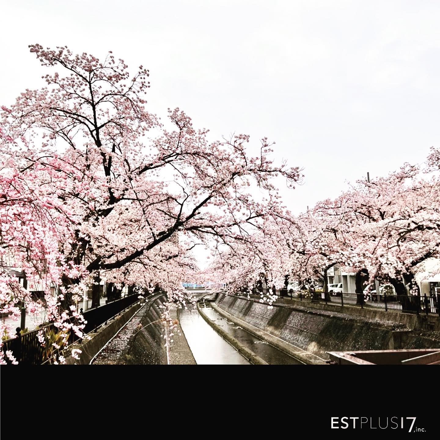 <div class="kvgmc6g5 cxmmr5t8 oygrvhab hcukyx3x c1et5uql ii04i59q">
<div dir="auto">名古屋のカフェエクステリアの</div>
<div dir="auto">プロデュースの仕事は4月末、</div>
<div dir="auto">完成に向けて追い込みにきました<span class="pq6dq46d tbxw36s4 knj5qynh kvgmc6g5 ditlmg2l oygrvhab nvdbi5me sf5mxxl7 gl3lb2sf hhz5lgdu"><img loading="lazy" src="https://static.xx.fbcdn.net/images/emoji.php/v9/tf2/2/16/1f605.png" alt="😅" width="16" height="16" /></span></div>
<div dir="auto"></div>
</div>
<div class="cxmmr5t8 oygrvhab hcukyx3x c1et5uql o9v6fnle ii04i59q">
<div dir="auto">いい感じです<span class="pq6dq46d tbxw36s4 knj5qynh kvgmc6g5 ditlmg2l oygrvhab nvdbi5me sf5mxxl7 gl3lb2sf hhz5lgdu"><img loading="lazy" src="https://static.xx.fbcdn.net/images/emoji.php/v9/ted/2/16/2764.png" alt="❤️" width="16" height="16" /></span></div>
</div>
<div class="cxmmr5t8 oygrvhab hcukyx3x c1et5uql o9v6fnle ii04i59q">
<div dir="auto"></div>
<div dir="auto">雨が降りましたが</div>
<div dir="auto">綺麗な桜並木でふと一息🌸</div>
</div>
<div class="cxmmr5t8 oygrvhab hcukyx3x c1et5uql o9v6fnle ii04i59q"></div>