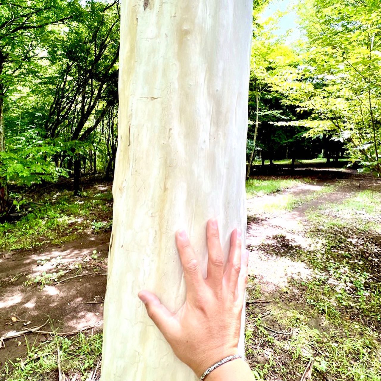 <div class="m8h3af8h l7ghb35v kjdc1dyq kmwttqpk gh25dzvf n3t5jt4f">
<div dir="auto">昨日はGreen tank<span class="fxk3tzhb b2rh1bv3 gh55jysx m8h3af8h ewco64xe kjdc1dyq ms56khn7 bq6c9xl4 eohcrkr5 akh3l2rg"><img loading="lazy" src="https://static.xx.fbcdn.net/images/emoji.php/v9/t1e/2/16/1f60a.png" alt="😊" width="16" height="16" /></p>
<p></span></div>
</div>
<div class="l7ghb35v kjdc1dyq kmwttqpk gh25dzvf jikcssrz n3t5jt4f">
<div dir="auto">久しぶりのマーキング</div>
<div dir="auto">シマサルスベリの脱皮した幹が美しすぎて<span class="fxk3tzhb b2rh1bv3 gh55jysx m8h3af8h ewco64xe kjdc1dyq ms56khn7 bq6c9xl4 eohcrkr5 akh3l2rg"><img loading="lazy" src="https://static.xx.fbcdn.net/images/emoji.php/v9/ted/2/16/2764.png" alt="❤️" width="16" height="16" /></p>
<p></span></div>
</div>
<div class="l7ghb35v kjdc1dyq kmwttqpk gh25dzvf jikcssrz n3t5jt4f">
<div dir="auto">熊本にシマサルスベリの森を作ろう<span class="fxk3tzhb b2rh1bv3 gh55jysx m8h3af8h ewco64xe kjdc1dyq ms56khn7 bq6c9xl4 eohcrkr5 akh3l2rg"><img loading="lazy" src="https://static.xx.fbcdn.net/images/emoji.php/v9/t6c/2/16/2763.png" alt="❣️" width="16" height="16" /></span><span class="fxk3tzhb b2rh1bv3 gh55jysx m8h3af8h ewco64xe kjdc1dyq ms56khn7 bq6c9xl4 eohcrkr5 akh3l2rg"><img loading="lazy" src="https://static.xx.fbcdn.net/images/emoji.php/v9/tb/2/16/1f4aa.png" alt="💪" width="16" height="16" /></p>
<p></span></div>
</div>