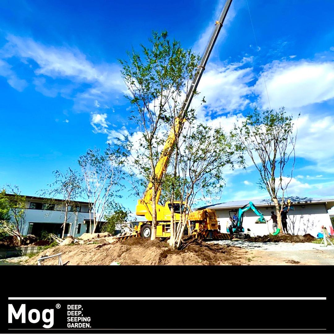 <div class="m8h3af8h l7ghb35v kjdc1dyq kmwttqpk gh25dzvf n3t5jt4f">
<div dir="auto">さぁ熊本で森を作ります<span class="fxk3tzhb b2rh1bv3 gh55jysx m8h3af8h ewco64xe kjdc1dyq ms56khn7 bq6c9xl4 eohcrkr5 akh3l2rg"><img loading="lazy" src="https://static.xx.fbcdn.net/images/emoji.php/v9/t1e/2/16/1f60a.png" alt="😊" width="16" height="16" /></span></div>
</div>
<div class="l7ghb35v kjdc1dyq kmwttqpk gh25dzvf jikcssrz n3t5jt4f">
<div dir="auto">始まりました！</p>
</div>
<div dir="auto">シマサルスベリの12mの骨格<span class="fxk3tzhb b2rh1bv3 gh55jysx m8h3af8h ewco64xe kjdc1dyq ms56khn7 bq6c9xl4 eohcrkr5 akh3l2rg"><img loading="lazy" src="https://static.xx.fbcdn.net/images/emoji.php/v9/ted/2/16/2764.png" alt="❤️" width="16" height="16" /></span></div>
<div dir="auto">いい感じ^ ^</div>
</div>
<div class="l7ghb35v kjdc1dyq kmwttqpk gh25dzvf jikcssrz n3t5jt4f"></div>