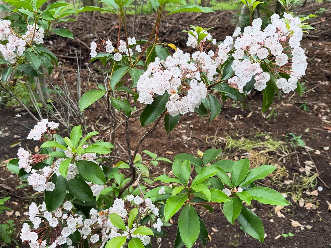 <div class="xdj266r x11i5rnm xat24cr x1mh8g0r x1vvkbs x126k92a">
<div dir="auto">
<p>東京、名古屋、大阪出張から戻り早速の<br />
日曜日恒例の農場marking😅</p>
<p>午後から17時半までみっちり農場徘徊😊</p>
<p>しかしそこには、感性を維持する目利きと<br />
空間構成を衰えないようにする秘密🤫が<br />
たくさんあります!</p>
<p>小さな森と、仕事に🌳に今日も感謝🙇♂️</p>
</div>
</div>