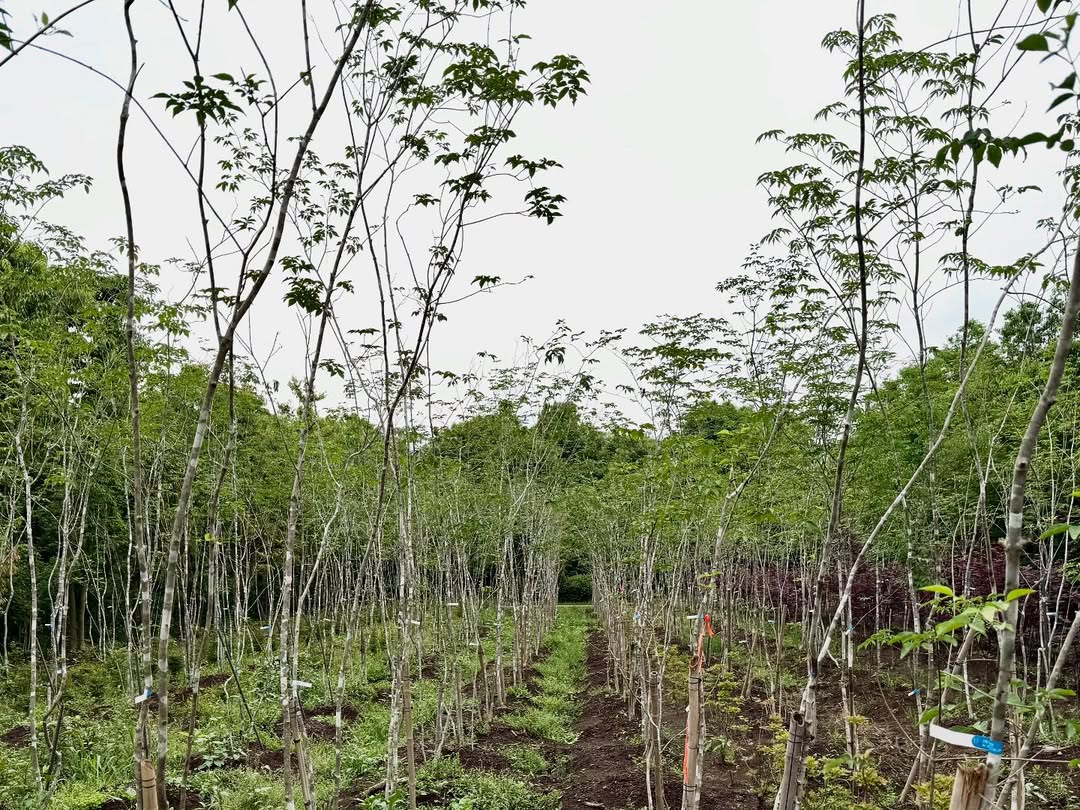 <div class="xdj266r x11i5rnm xat24cr x1mh8g0r x1vvkbs x126k92a">
<div dir="auto">
<p>東京、名古屋、大阪出張から戻り早速の<br />
日曜日恒例の農場marking😅</p>
<p>午後から17時半までみっちり農場徘徊😊</p>
<p>しかしそこには、感性を維持する目利きと<br />
空間構成を衰えないようにする秘密🤫が<br />
たくさんあります!</p>
<p>小さな森と、仕事に🌳に今日も感謝🙇♂️</p>
</div>
</div>