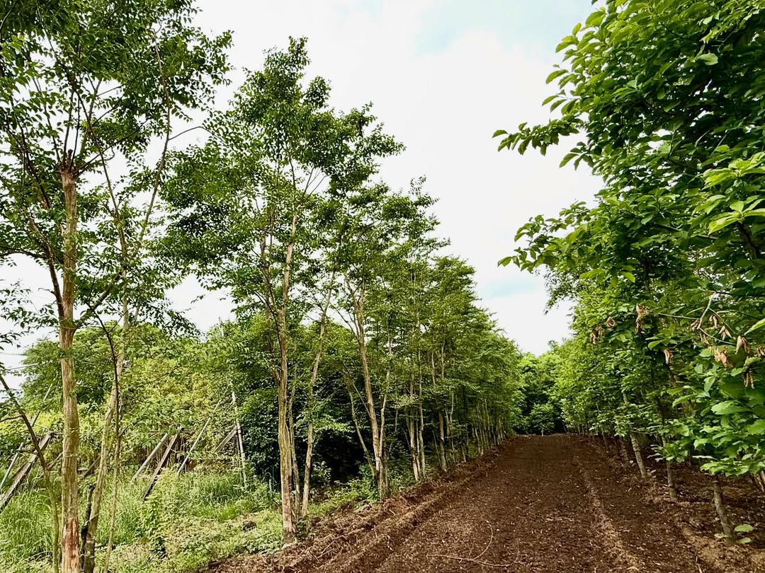 <div class="xdj266r x11i5rnm xat24cr x1mh8g0r x1vvkbs x126k92a">
<div dir="auto">
<p>東京、名古屋、大阪出張から戻り早速の<br />
日曜日恒例の農場marking😅</p>
<p>午後から17時半までみっちり農場徘徊😊</p>
<p>しかしそこには、感性を維持する目利きと<br />
空間構成を衰えないようにする秘密🤫が<br />
たくさんあります!</p>
<p>小さな森と、仕事に🌳に今日も感謝🙇♂️</p>
</div>
</div>