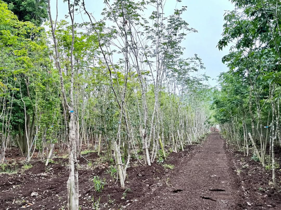 <div class="xdj266r x11i5rnm xat24cr x1mh8g0r x1vvkbs x126k92a">
<div dir="auto">
<p>東京、名古屋、大阪出張から戻り早速の<br />
日曜日恒例の農場marking😅</p>
<p>午後から17時半までみっちり農場徘徊😊</p>
<p>しかしそこには、感性を維持する目利きと<br />
空間構成を衰えないようにする秘密🤫が<br />
たくさんあります!</p>
<p>小さな森と、仕事に🌳に今日も感謝🙇♂️</p>
</div>
</div>