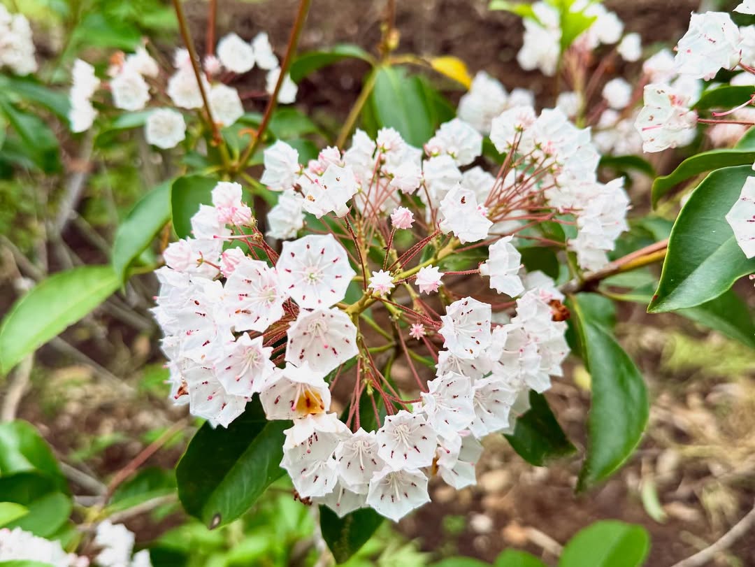 <div class="xdj266r x11i5rnm xat24cr x1mh8g0r x1vvkbs x126k92a">
<div dir="auto">
<p>東京、名古屋、大阪出張から戻り早速の<br />
日曜日恒例の農場marking😅</p>
<p>午後から17時半までみっちり農場徘徊😊</p>
<p>しかしそこには、感性を維持する目利きと<br />
空間構成を衰えないようにする秘密🤫が<br />
たくさんあります!</p>
<p>小さな森と、仕事に🌳に今日も感謝🙇♂️</p>
</div>
</div>